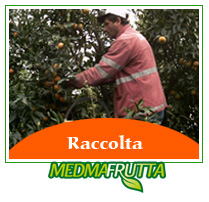 raccolta